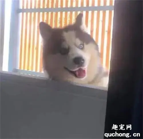 高价买摩托车用围栏关住，没想到二哈发现后...惨不忍睹