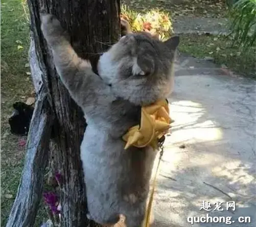 爬不上树的母猪很正常，爬不上树的猫这就尴尬了！