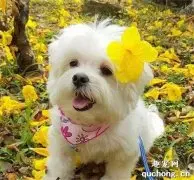 看到奶奶在敷面膜，狗子立马也吵着要一起，画面太沙雕了！
