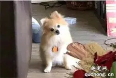 网友在家办公一周，狗子每天都满头问号：你失业了吗？