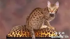 热带草原猫多少钱 萨凡猫价格