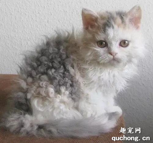 塞尔凯克卷毛猫多少钱 羊毛猫价格介绍