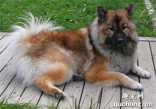 欧式俄国莱卡犬外形特征及训练方法
