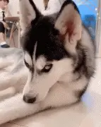 神颜二哈在线疯狂撩人...扛不住了速撸！