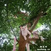 网友坐树下听到头顶有声音，紧张抬头却瞬间被萌翻，好多猫！