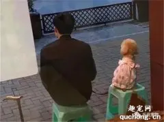泰迪陪着铲屎官等待用餐，却被路人暗中偷拍，急忙摆好姿势配合