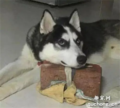 哈士奇给了主人一个惊喜，主人也回敬了它一个……
