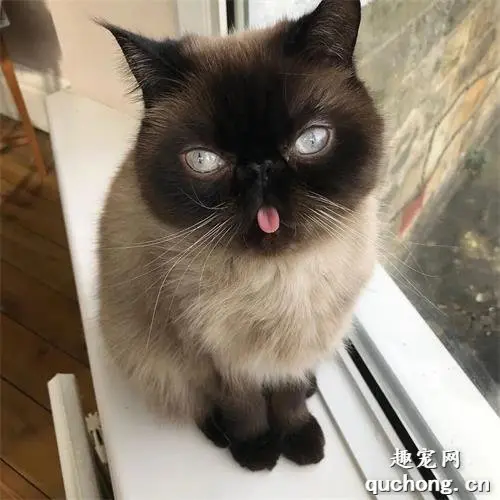 暹罗猫总是吐舌扮鬼脸，主人急忙送医，答复竟然是...
