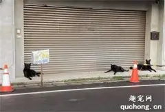 外卖地址备注三只狗狗，小哥到了一看：幸好不是晚上送！
