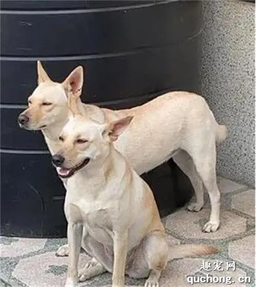 长太像以为爱犬走失，她牵走陌生狗，到家才发现尴尬了！