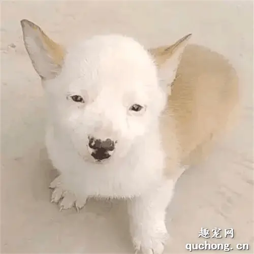 朋友送了一只柯基，看正面怎么有点像孙红雷老师……