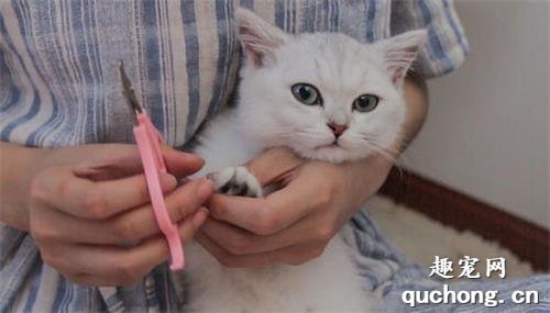 猫咪为什么不喜欢剪指甲？