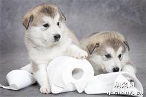 狗狗喜欢吃卫生纸是为什么?