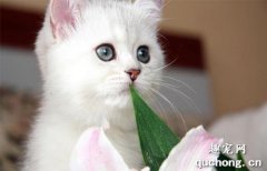 如何让猫咪不吃植物？猫咪吃植物怎么制止？