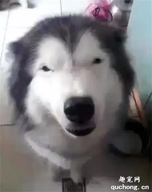 狗子拆家，面对质问它居然是这个反应，哭笑不得！