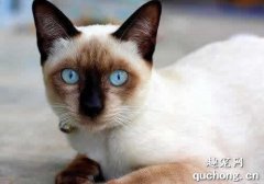 暹罗猫常患疾病有哪些?