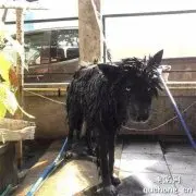哈士奇为了逃避主人的惩罚，居然躲在粪坑里一整天，铲屎官崩溃了！