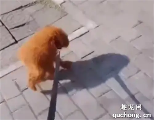 我买的是假泰迪吗，怎么和你们不一样？