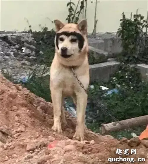 二哈和田园生娃，只遗传给半张脸：路人笑到疯狂拍照！