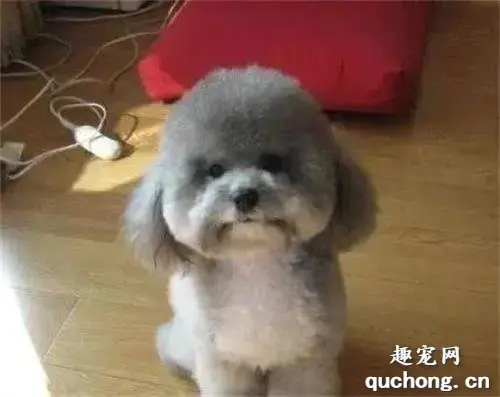 泰迪趁主人不在，偷偷钻进宝宝怀里睡觉，同款睡姿萌翻大家