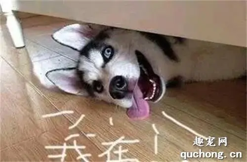哈士奇在家安静得出奇，铲屎官好奇上楼查看，顿时血压升高！