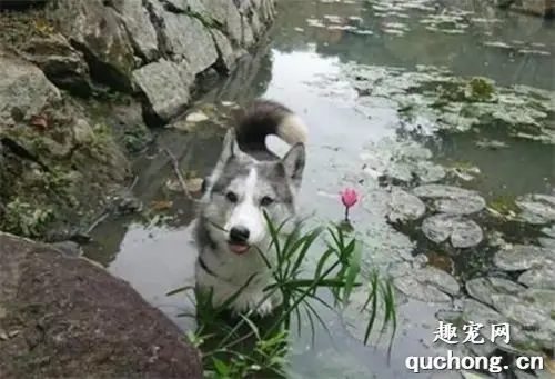 宠主帮哈士奇拍照，结果二哈不满意，竟自己跑进莲花池找景