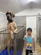 爸爸答应小男孩养只小狗，结果带回来，爸爸看到后直接沉默了！