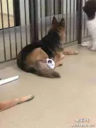 送狗狗去托儿所，结果这货睡遍了里面的每一只狗子！