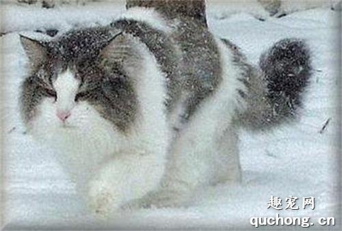 西伯利亚猫患皮肤病如何治疗？ 