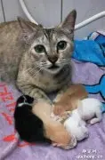 猫辛辛苦苦生了一窝崽，结果没一个像自己的！