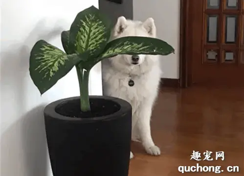 萨摩耶找主人玩捉迷藏，可它藏的方式，不太聪明的样子！