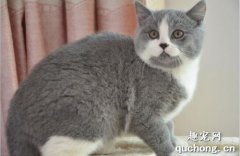 英短与布偶猫生出来是什么？