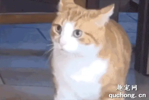 两只汪为抢一只“喵”头破血流，真猫看见后...笑到劈叉