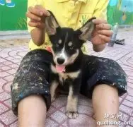 网友带哈士奇到农村老家，没想到几个月后，居然收到它的私生子！