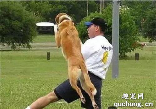 超级详细实用的狗狗训练教程大全