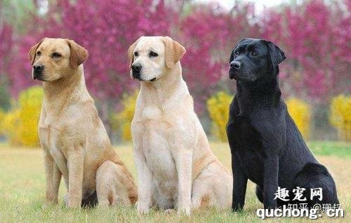 六种适合家养的大型犬