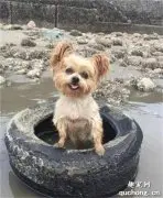 汪界的扑鱼达人：绝对比猫还厉害！