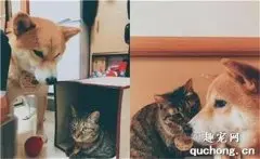 猫主子抓不住逗猫棒，当场给了柴柴几巴掌