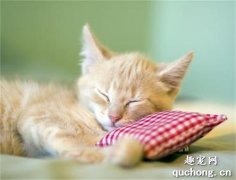 猫咪为什么睡觉的时候抽搐?