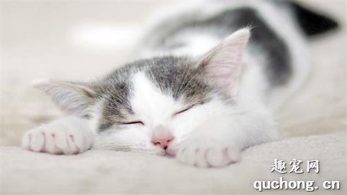 猫咪为什么睡觉的时候抽搐?