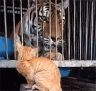 小猫和大猫相遇，小猫突然一爪，把大猫吓得一激灵！