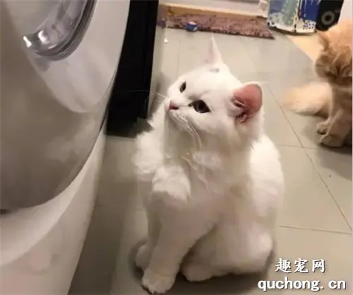 把猫的玩偶放进洗衣机里洗，结果猫就守在洗衣机前，寸步不离！