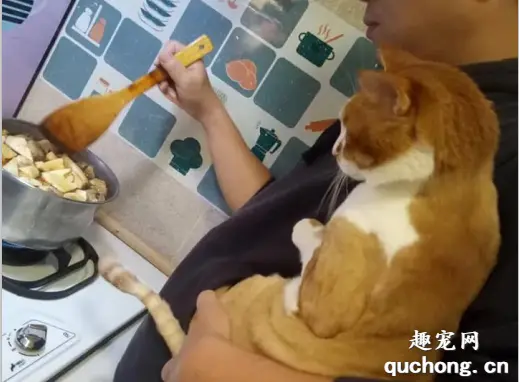 每次煮饭猫就吵着要看，于是主人就这样抱着，煮给它看！