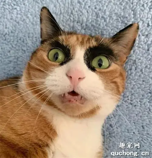 本喵做过最后悔的事，就是去纹眉！