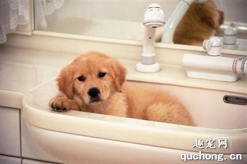 一个月大的狗狗能洗澡吗？