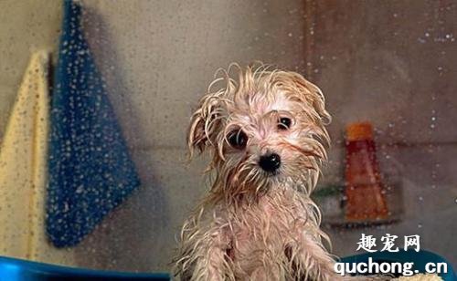 一个月大的狗狗能洗澡吗？