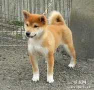 养柴前必备的柴犬喂养秘笈