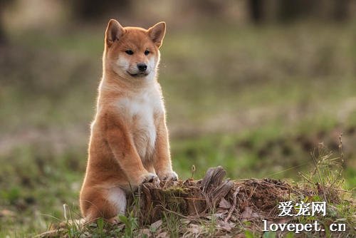 养柴前必备的柴犬喂养秘笈