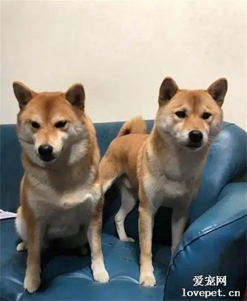 柴犬妹妹交给妈妈养，一段时间兄妹在见面，这体型笑喷了！