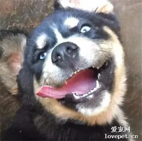 二哈私生子找上门，主人求鉴定，看清长相后...笑到劈叉